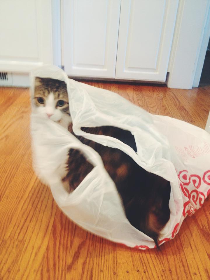 Cat in a bag