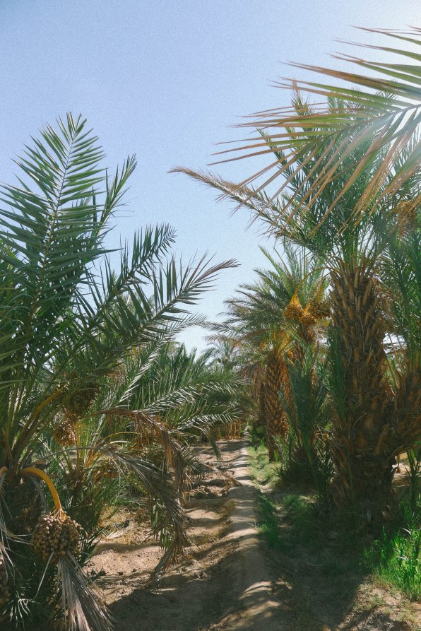 Oasis in the Desert
